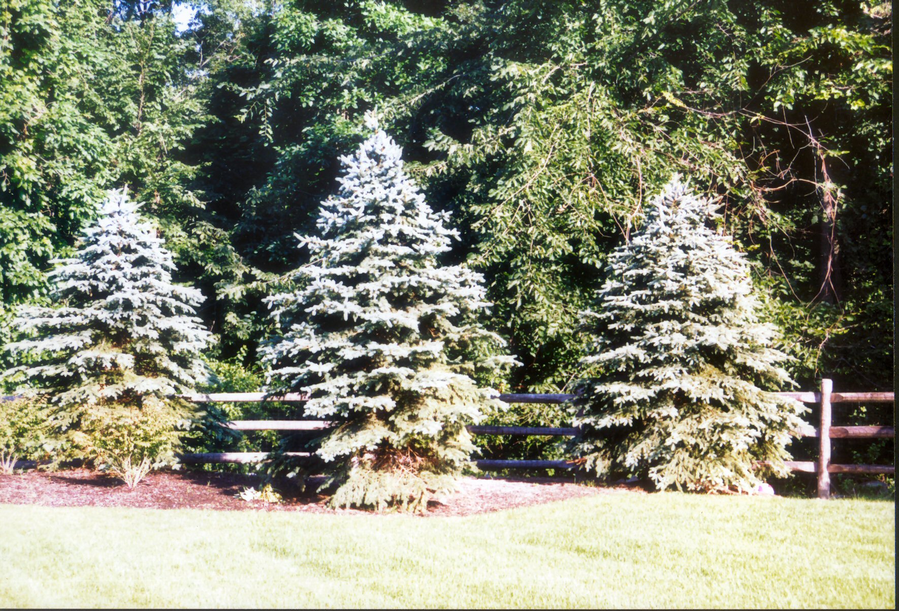 Planting Image